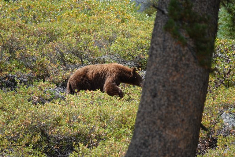 Dag 24, De natuur op z’n mooist (Mammoth Lake – Sonora)